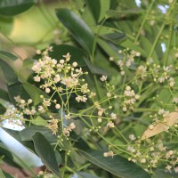 Khaya senegalensis (Desv.) A.Juss.